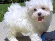Lovely Bichon Frise Puppies