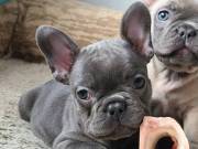 Healthy French Bulldog Puppies