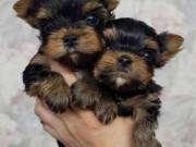 Little Luke Party Yorkshire Terrier
