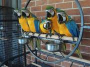 Blue and Gold Macaw babies ready to go
