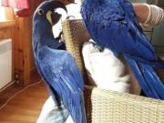 Healthy Hyacinth Macaw parrots