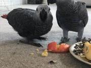 African Grey Parrot