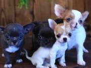 Male and female  for adoption