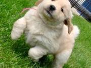 Pure Breed Golden Retriever puppies for adoption 