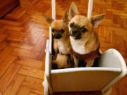 Male and female Chihuahua Puppies