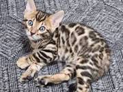 Spice, Domestic Bengal Kittens For Adoption 
