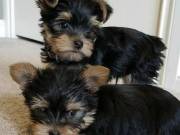 yorkie puppies for adoption