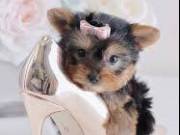 Super tiny teacup male Yorkie puppy