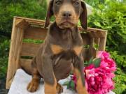 Purebred Doberman Puppy – Intelligent, Loyal, Family-Raised