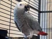 Well tamed African grey parrots for adoption