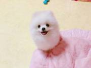 Registered Pomeranian puppies available now