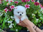 Male and Female teacup Pomeranian