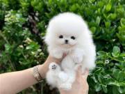Healthy Male and Female pomeranian puppies available.