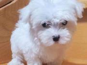 Pedigree Maltese Puppies