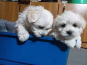 Very Sweet Charming Maltese Puppie