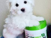 Quality Registered Maltese puppies