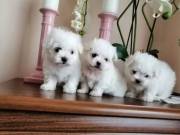 Available Maltese Puppies