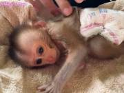 Baby monkey for sale 
