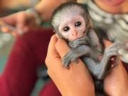 Adorable baby monkey for adoption 