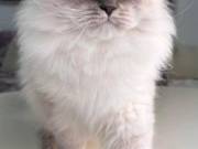 Local Siberian Breeders About Buzz