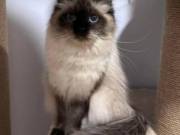  About Dakota – Best Siberian Kitten Breeders.