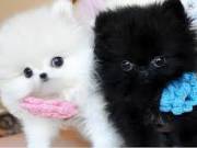 Healthy teacup Pomeranian puppies available (334) 472 9226