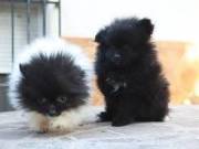 Two Pomeranian puppies available