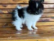 Healthy male and female Pomeranian (334) 472 9226