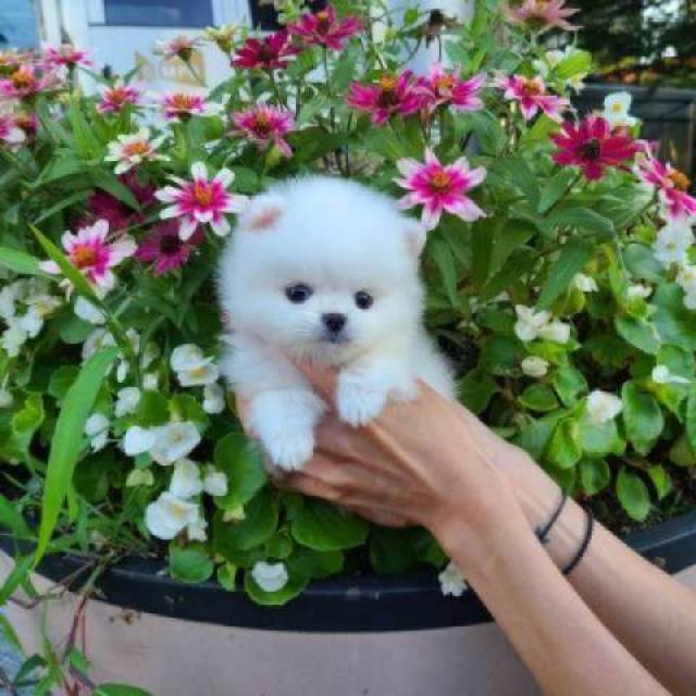 Two Pomeranian puppies available - Picture