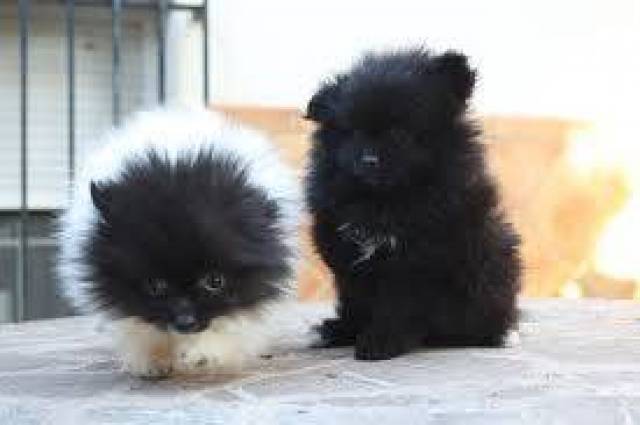 male and vaccinations Pomeranian puppies. - Picture