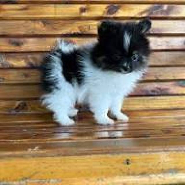 Pomeranian puppies for sale - Picture