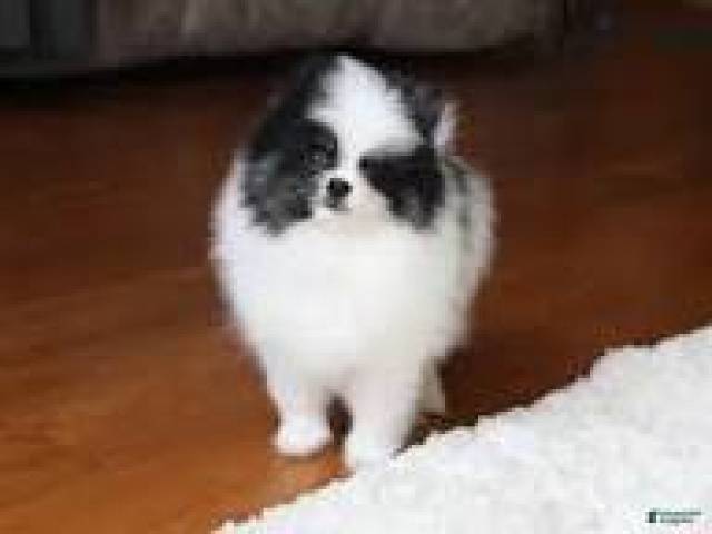 available Pomeranian puppies (334) 472 9226... - Picture