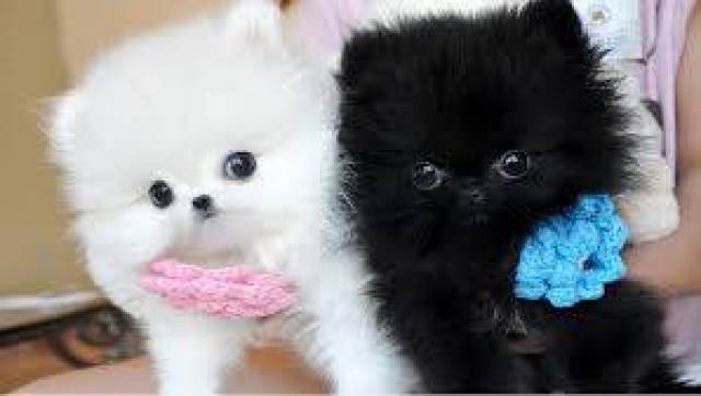 male and female Pomeranian available (334) 472 9226 - Picture