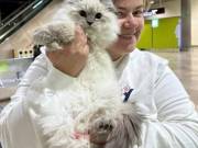 Siberian Kittens: Who Are We?