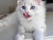 Reputable Siberian Breeders About Becky