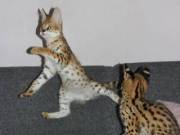 Serval and Savannah Kittens Available