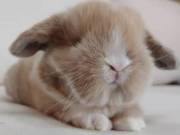 Gold Holland Lop Bunnies for Sale