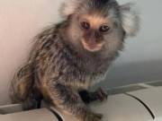 Marmoset Monkey Male