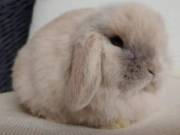Cloud Bunnies for Sale