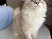 Buying Siberian Kittens Online