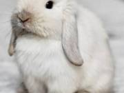 Snow Bunnies for Sale