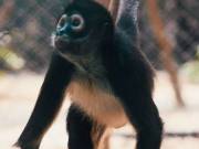 AMPERIO-Spider Monkey Baby