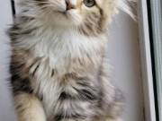 About Rio – How to Find a Siberian Kitten