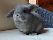 Perfect Bunny Roger – Male