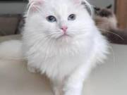 About Tia Places Buy Siberian Kittens