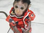 Richard – Male Macaque  