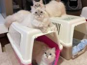 Fluffy Snow Siberians - Best Siberian Kittens