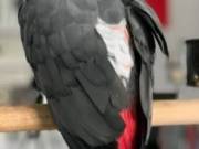 Super African Grey Parrot for Sale
