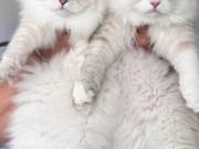  Healthy Siberian Kittens for Sale