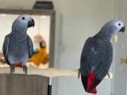 Buy Best African Grey Parrot
